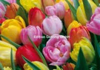 Klappkarte Tulpen, bunt